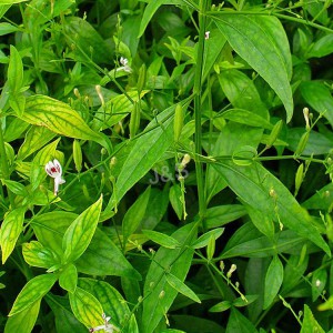Extract Andrographis
