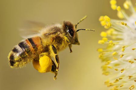Bee pollen01