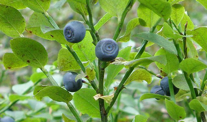 Bilberry extract551