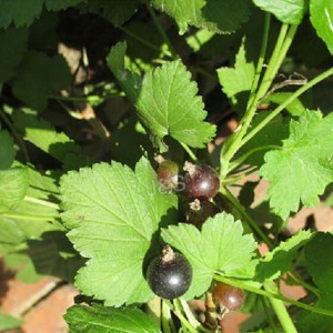 Blackcurrant Extract Picture 1