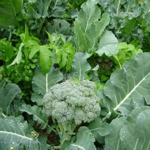 Do you know how much about Broccoli Extract?