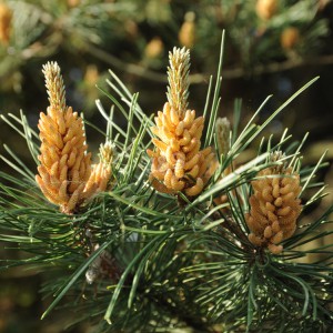 Pine magasgas Extract