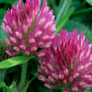 Red clover dondoo