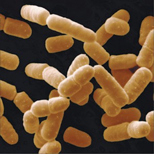 Lactobacillus salivarius 400 billion CFU/g