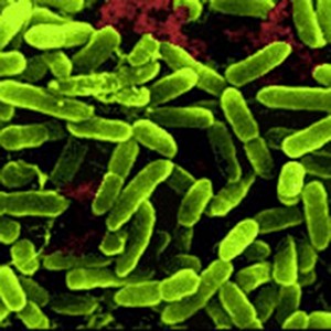 Lactobacillus rhamnosus 200 billion CFU/g