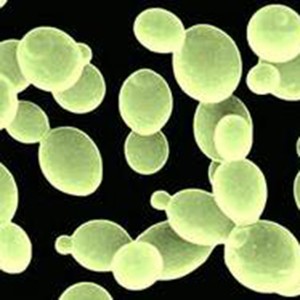 Saccharomyces boulardii 20 billion CFU/g