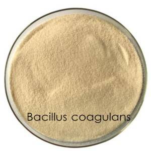 Bacillus Coagulan