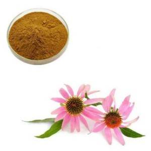 Echinacea purpurea powder