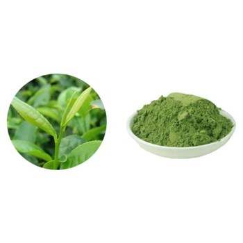 Green tea extract ——  scavenging free radicals and inhibiting lipid peroxidation