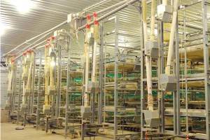 Automatic Broiler Cage System Supplier – Big Herdsman