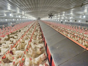 Automatic Nest System For Breeder Supplier China – Big Herdsman