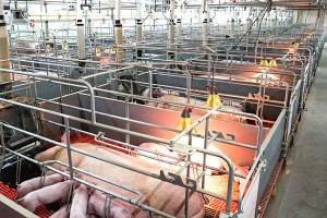 High Quality Swine Pen System Supplier China- Big Herdsman
