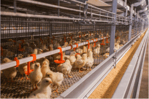Poultry Nipple Drinking System – Big Herdsman