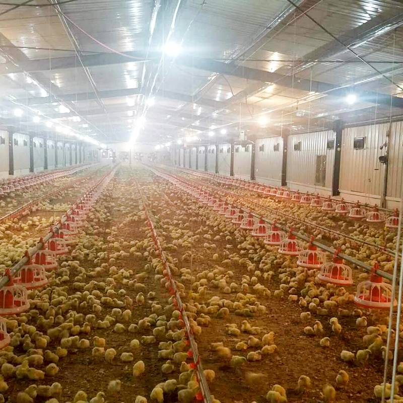 Broiler breeders are calmer, lay more eggs when fed twice a day