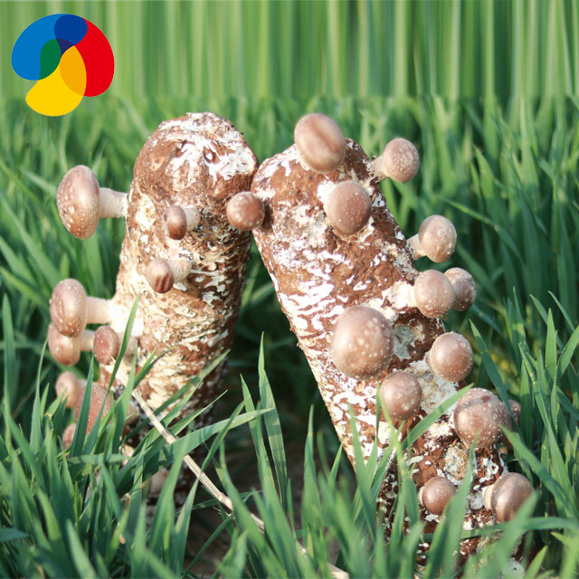 ISO2200 Shandong shiitake mushroom spawn/grow bag/log