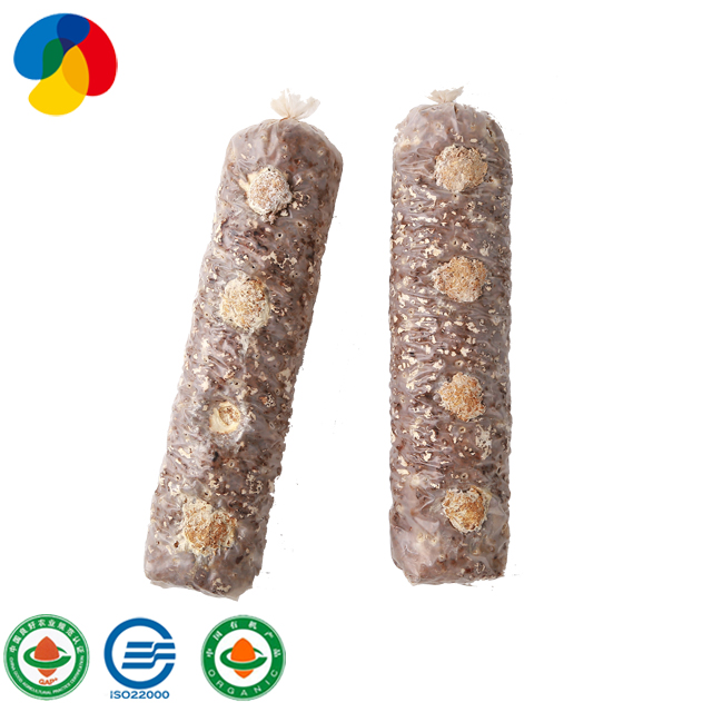 Organic Shiitake Mushroom Growing bag shiitake mushroom spawn plugs for wholesales