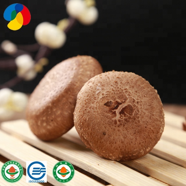 Big Discount Mushroom Gowing Kits - Superior Quality Natural Stable And High Yield Shiitake Mushroom Spawn – Qihe