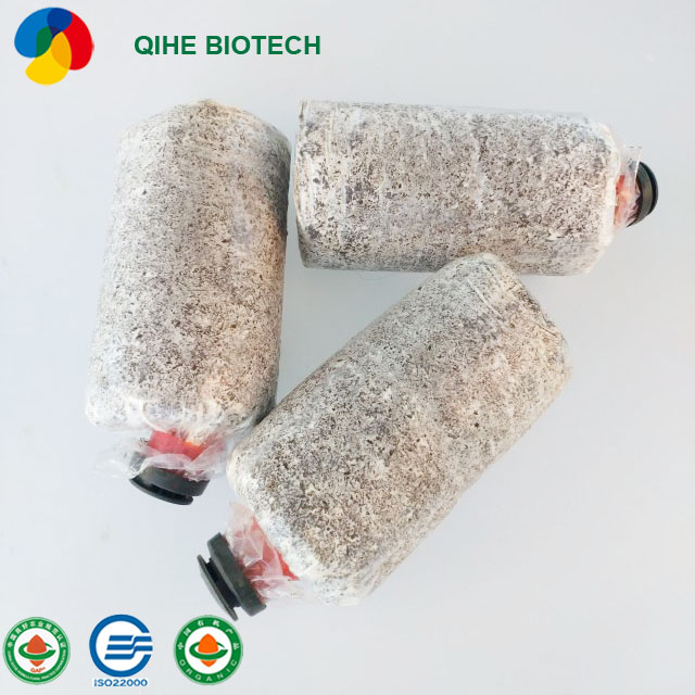 Wholesale Dealers of Qihe King Oyster Mushroom Logs - Qihe Wholesale Oyster Mushroom Mycelium Spawn Bags – Qihe