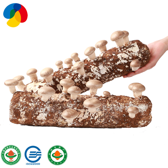 China Supplier Shiitake Spawn - High Quality Shiitake Mushroom Stick spawn supplier – Qihe
