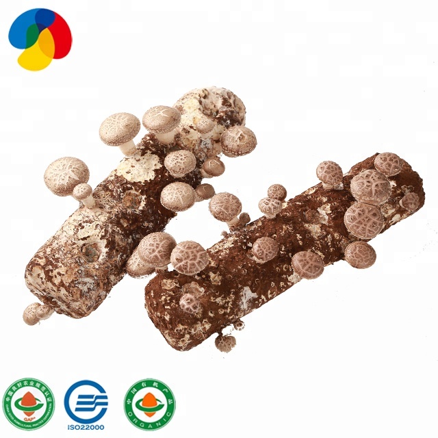 Big discounting Mushroom Growing Logs - 2020 High quality 3-4cm Dried Shitake Mushroom Is Organic Dried Food Shiitake Mushroom – Qihe