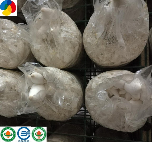 New Delivery for Shiitake Spawn Bags - King oyster mushroom spawn/log fresh frozen mushroom grow bag cultivate high yield – Qihe