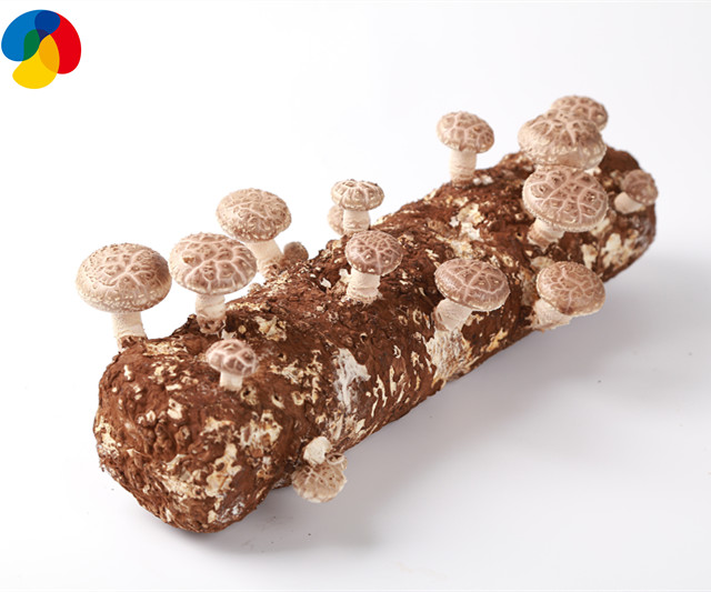 Wholesale 2019 Export Premium - Alibaba freshshiitake mushroom fruitwood shiitake mushroom spawn  logs – Qihe