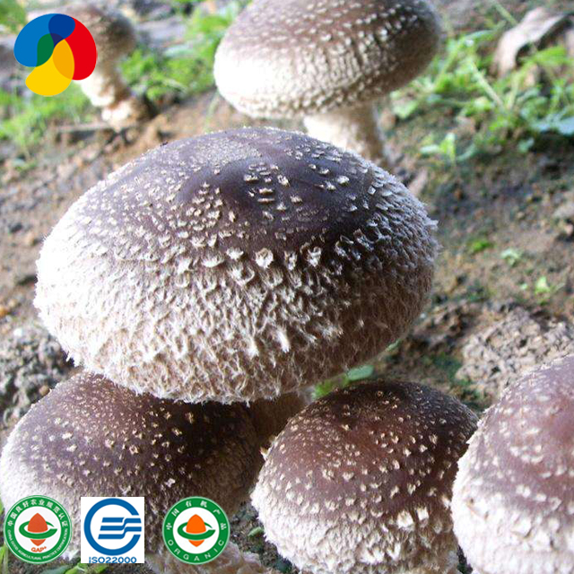 OEM Manufacturer Apple Fruiting Wood Oyster Mushroom Spawns - Fresh Shiitake Mushroom Logs stick – Qihe