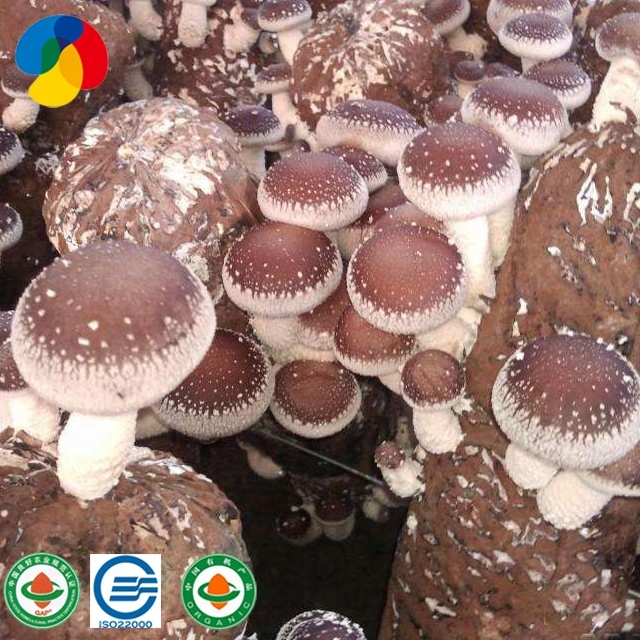 New Delivery for Shiitake Spawn Bags - ISO22000 certificated shiitake mushroom spawn / growing kit – Qihe
