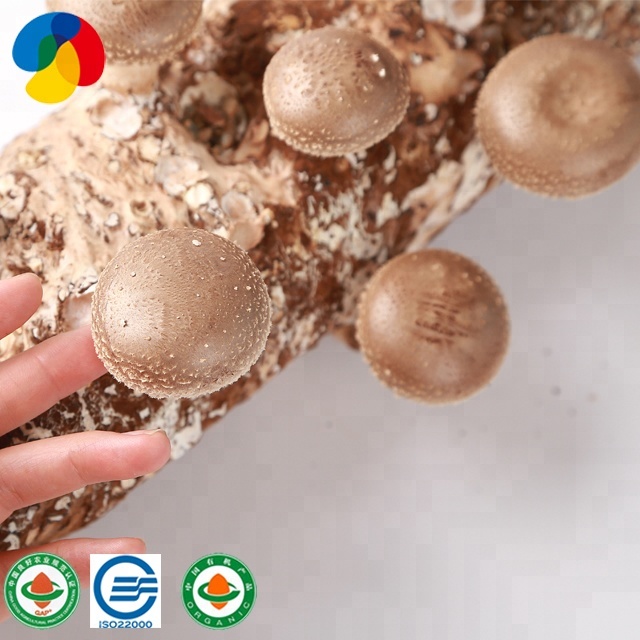 Big discounting Mushroom Growing Logs - 2020 High quality 3-4cm Dried Shitake Mushroom Is Organic Dried Food Shiitake Mushroom – Qihe
