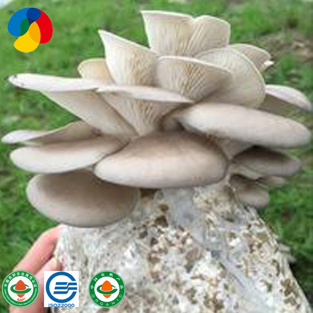 Chinese wholesale Shiitake Spawn Cultivation - Pleurotus Ostreatu Oyster Mushroom Spawn Growing Fruit Bags – Qihe
