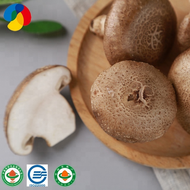 Big Discount Mushroom Gowing Kits - Superior Quality Natural Stable And High Yield Shiitake Mushroom Spawn – Qihe