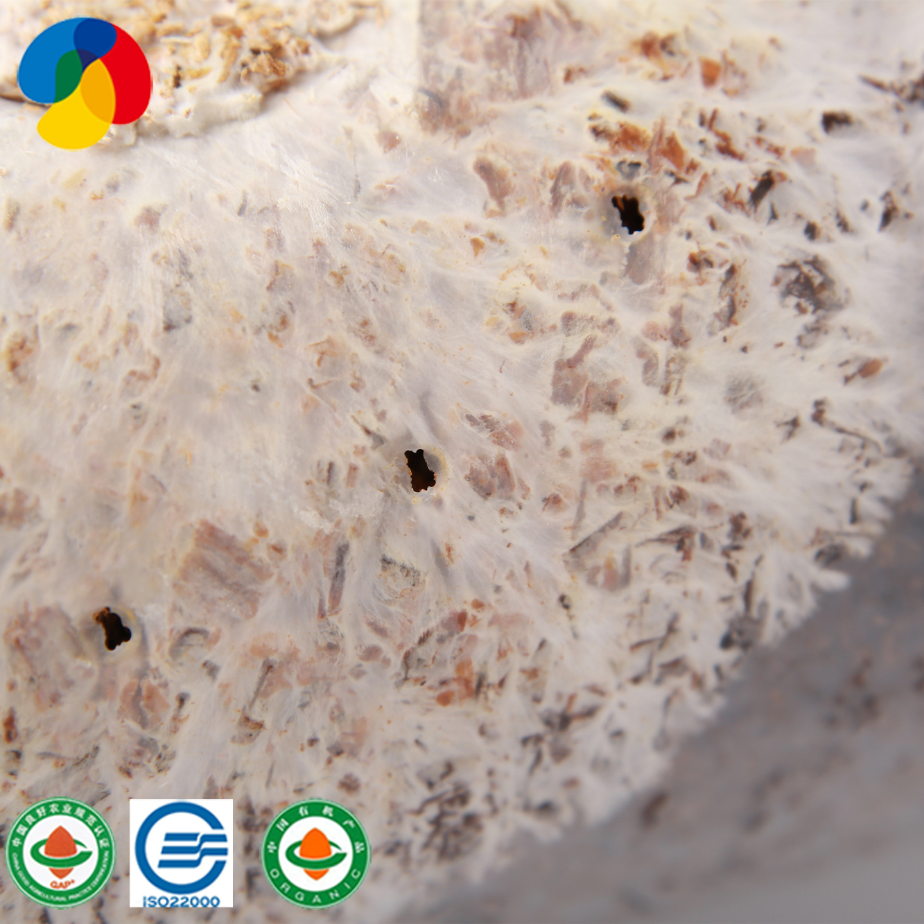 Factory wholesale Factory Outlet Oyster Mushroom Compost - Qihe shiitake mushroom spawn premium organic – Qihe