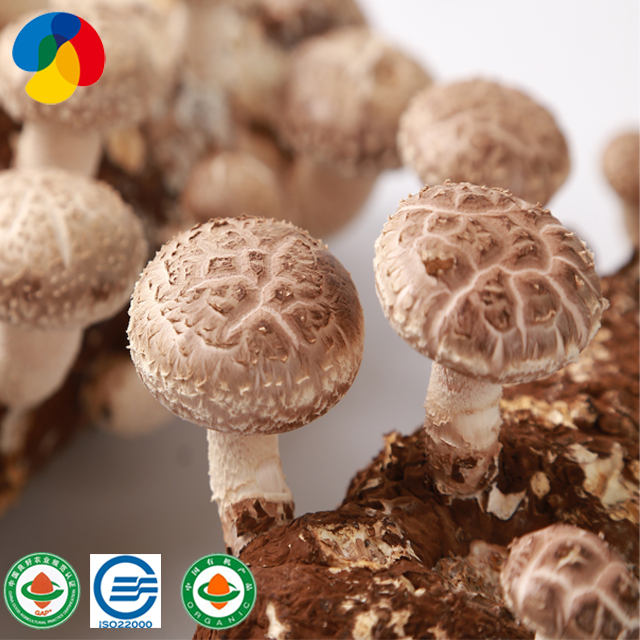 Organic shiitake mushroom kit for shiitake mushroom farm