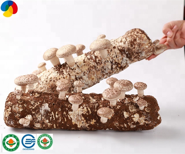 8 Year Exporter Factory Outlet King Oyster Mushroom Compost - 2020 apple fruit wood Premium quality fresh frozen shiitake mushroom spawn – Qihe detail pictures