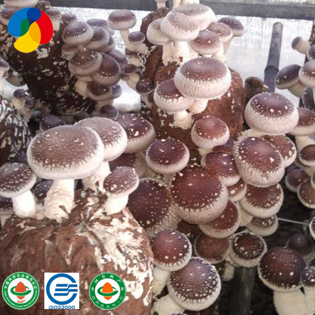 Online Exporter Mushroom Seeds - Organic Oak Tree Substrate shiitake mushroom spawn bag for export – Qihe detail pictures