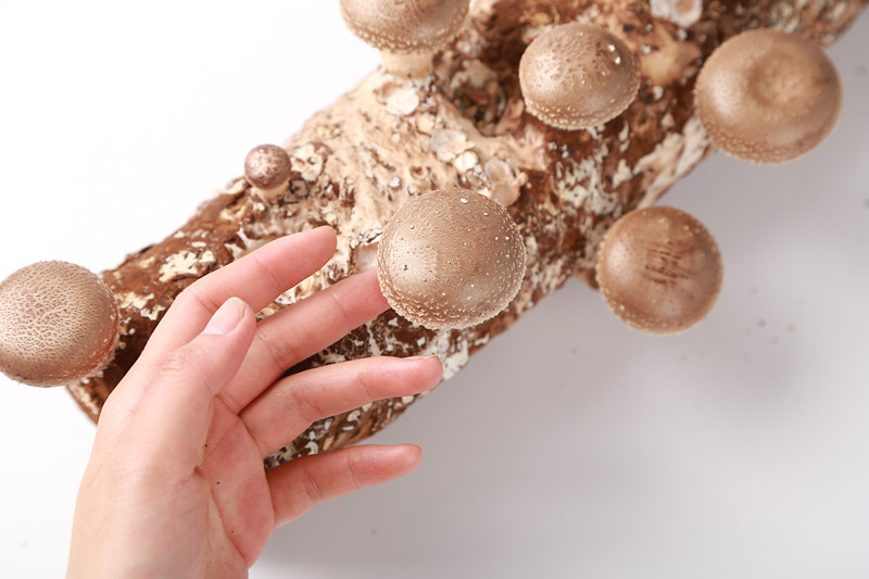 ISO2200 Shandong shiitake mushroom spawn/grow bag/log