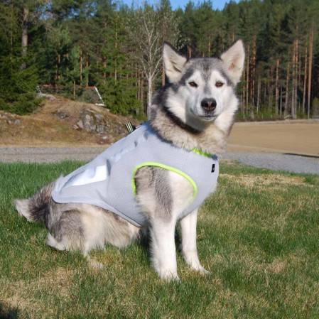 Pets Dog Cooling Vest Harness Cooler Jacket Swamp Cooler
