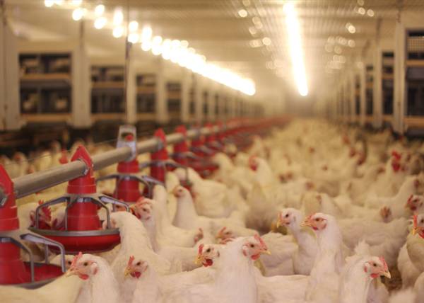 Prevention Measures for Avian Influenza