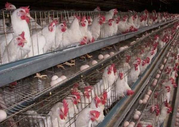 Japan culls tens of millions of chickens because of bird flu,price of eggs hit a seven-year high