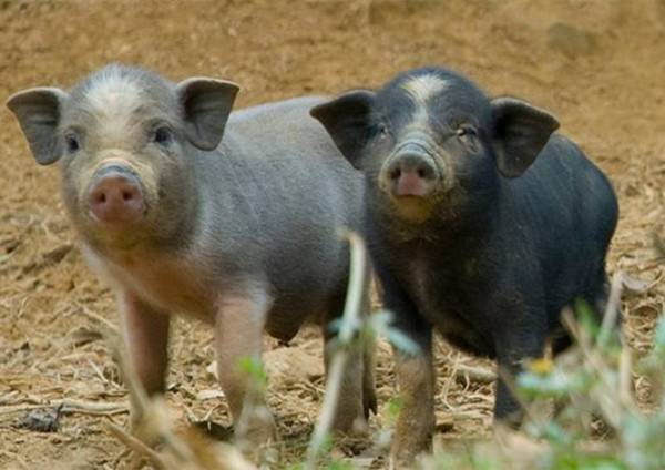 Precautions About African Swine Fever