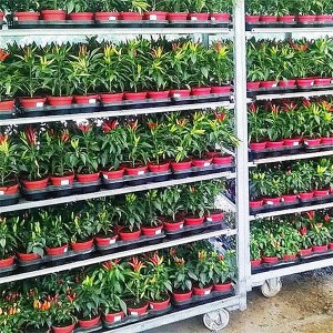 Greenhouse Flower Storage Nursery Transport Outdoor Plant Carts Danish Trolley