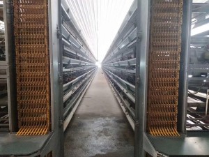 50000 layer house design chicken equipment layer cages