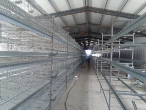 China made high quality chicken farm building chicken cage