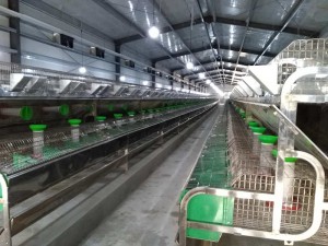 Prefabricated steel chicken layer cage poultry farm building in Qatar