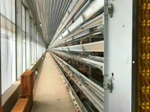 50000 layer house design chicken equipment layer cages