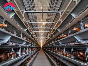 Фабрично горещо продажба висококачествено пилешко оборудване и птицеферма от стоманена конструкция