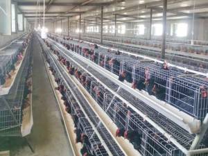 Prefabricated steel structure boiler house feeding cages
