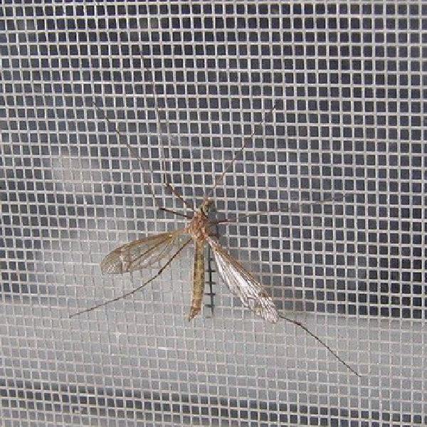 schermu insetti in fibra di vetru