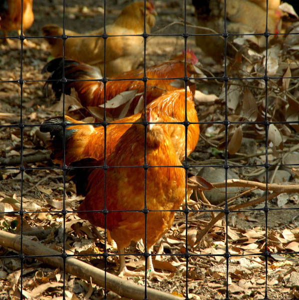 Farm Chicken Net