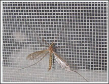 Экран от насекомых